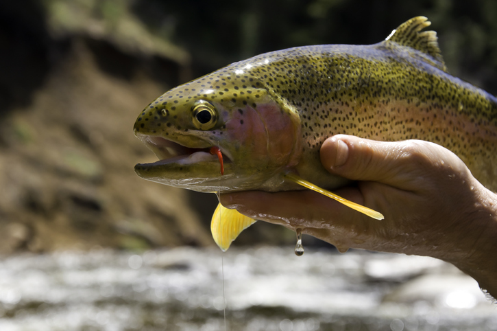 Large Rainbow Trout Closeup. Large fish with San Juan worm hook in mouth. Backlit late afternoon light in scenic mountain location. Converted from 14-bit RAW file. ProPhoto RGB color space.