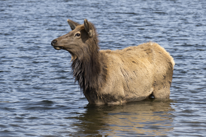 Part of a herd of elk herd, a female cow wades into and drinks from the cold Rocky Mountain water of Lake Estes in Estes Park, Colorado.